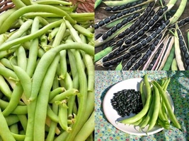 1/4 lb = 300+ Seeds BLACK VALENTINE Bush Beans Native Heirloom Vegetable Garden - £22.38 GBP