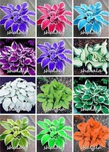 Fresh 500 Seeds Hosta Seeds Mixed 12 Colors - £9.71 GBP