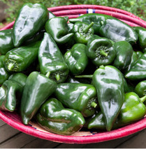 Pepper Pablano Ancho 30 Fresh Organic Seeds Heirloom Op Non Gmo - £7.98 GBP