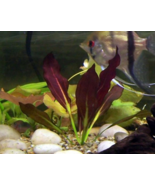 Aquarium Plants Echinodorus Aflame Purple Knight Amazon Sword Freshwater... - £22.05 GBP