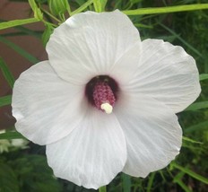 Grow In US 10_Seeds FREE SHIPPING Hibiscus dasycalyx Neches River Rosemallow 10_ - £16.00 GBP