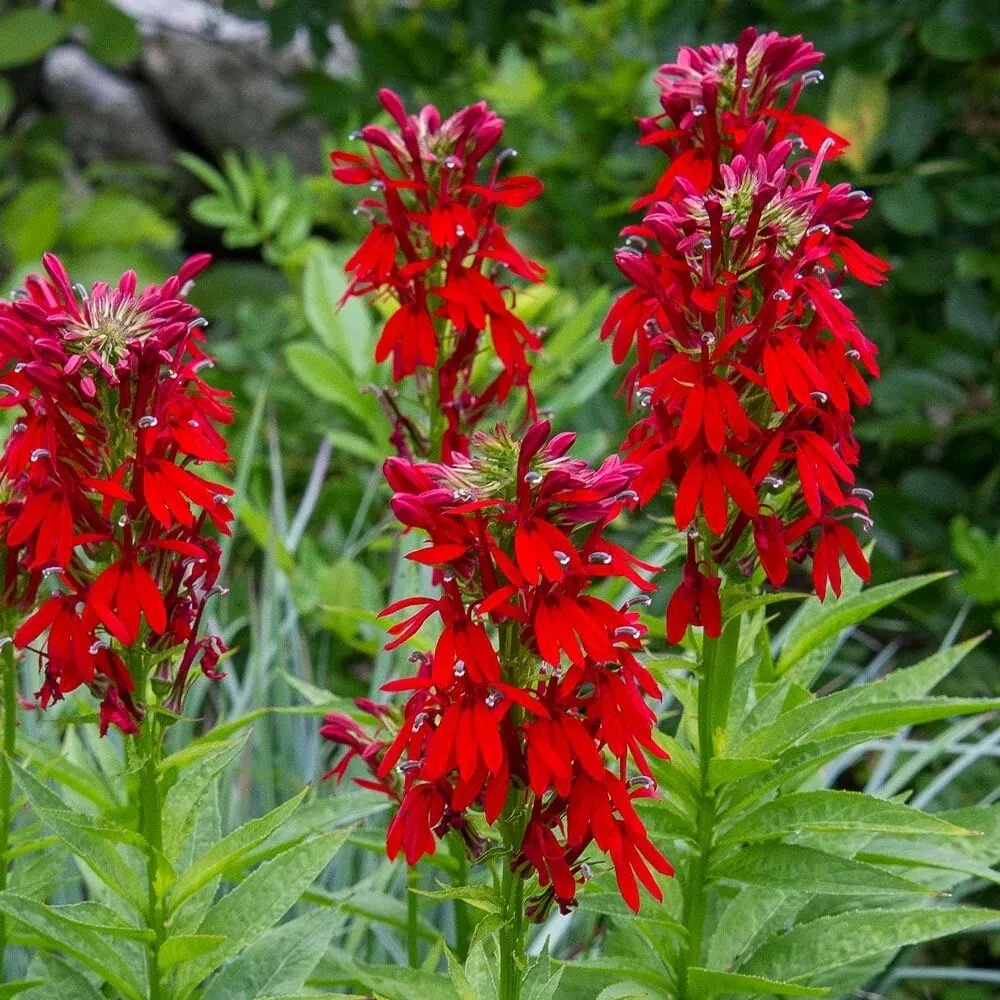 Cardinal Flower Seeds / Lobelia Cardinalis / Hummingbird/ Red Flowers 40... - £3.62 GBP