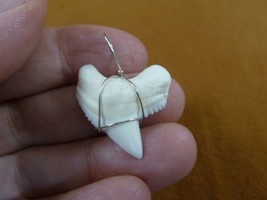 (S4-3) 1-1/8&quot; White TIGER SHARK Tooth silver wired pendant sharks necklace - $40.19