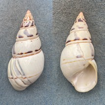 #2 Liguus fasciatus osmenti 66.5mm F+ Howe Key, Near Big Pine Key - £8.93 GBP