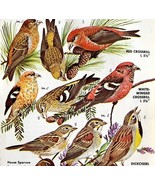 Crossbill Finches Varieties And Types 1966 Color Bird Art Print Nature A... - $19.99