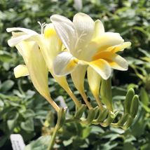 15 bulbs Freesia Heirloom Alba Plant, Flower Plant, Houseplant, Outdoor ... - $36.74