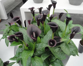 Black Calla Lily Pink Bulbs Gardening - $38.99