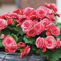 Geranium Rose Red Begonia-like Double Petals Perennial Flowers, 10 seeds - £9.58 GBP