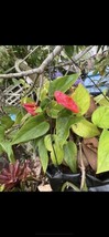 Pothos Cutting Live House Plant -3 Cuttings Like In Picture - £20.50 GBP