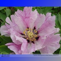 Heirloom &#39;Hui He&#39; Single Petalled Pink Peony Flower Seeds, Professional Pack, 5  - £3.57 GBP