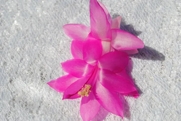 Christmas Cactus Starter Plant Pink Panther Schlumbergera Truncata Garden - £21.95 GBP