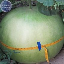 African Bushel Basket Groud Lagenaria siceraria 10 Seeds groud - $8.46 CAD