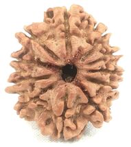 11 Mukhi Rudraksh / Eleven Face Rudraksha - Nepal Bead - 22.50mm - Lab c... - $158.75 CAD