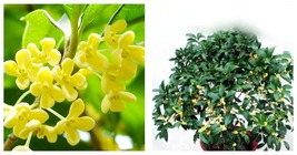 Fragrance osmanthus Tree Seeds - Yellow Bonsai Flowers 30Pcs Seeds - £23.16 GBP