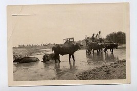 Water Buffalo Pulling Cart Russian Caucasus Mountains 1920&#39;s Photo  - £23.71 GBP