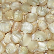 Vegetable Seeds Hickory King White Corn 20 Seeds Great For Roasting Dried For Fl - £11.02 GBP