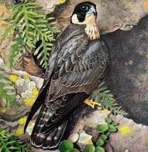 Duck Hawk Art Print Color Plate Birds Of Prey Vintage Nature 1979 DWT11B - $34.99