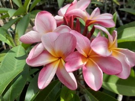 Tillie Hughes Fragrant Rare Exotic Hawaiian Plumeria Frangipani cutting - $14.95