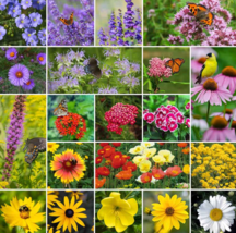 Sale 500 Seeds Perennial Pollinator Mix 20 Varieties Summer Fall Flowers Non-Gmo - £7.64 GBP