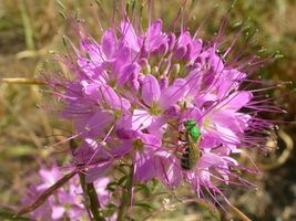 Cleome serrulata | Rocky Mountain Beeplant | Waa| 100_Seeds_Tera Store - £12.81 GBP