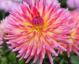 Dahlia Karma Sangria 3 Plant Divisions With Multiple Tubers Summer Fall ... - $69.80