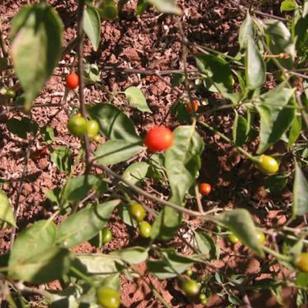 25 Chiltepin Pepper Seeds Non-Gmo Garden - £4.19 GBP