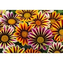 30 Frosty Kiss Mix Gazania Flower Seeds   Reseeding Annual From US - $9.50