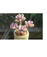 Mixed Succulent  Lithops Rare Living Stones Plants Cactus Home Plant 50 ... - €4,04 EUR