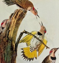 Flicker Woodpecker Bird 1946 Color Art Print John James Audubon Nature D... - $39.99