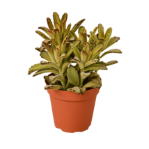 Kalanchoe Tomentosa &#39;Chocolate Soldier&#39; Succulent 4-Inch Pot Indoor Deco... - $528.89 MXN