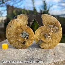 Exquisite cut &amp; polished ammonite pair from madagascar - genuine cretaceous - £45.24 GBP