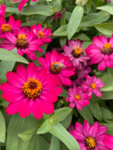  30 seeds Zinnia Profusion Fuchsia Hot Pink From US - £8.76 GBP
