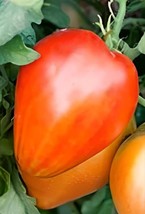 THJAR 100 Anna russian Tomato Seeds, Heirloom, NON-GMO. - £4.91 GBP