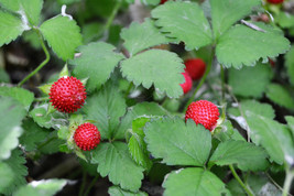 80 California Woodland Strawberry Fragaria Vesca Bracteata Red Berry Fruit Seeds - $13.25