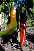 Fresh Garden Ms Junie Hot Chile Pepper Seeds, Hatch NuMex, NON-GMO, Red Chili Sa - £6.83 GBP