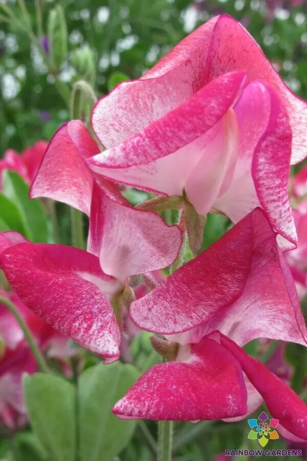 50 Solway Classic Semi-Dwarf Sweet Pea Seeds Gardening USA SHIPPING - $12.96