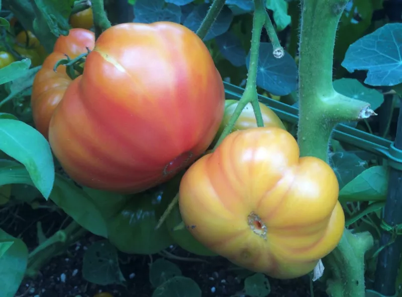 G_S Oaxacan Jewel Tomato Seeds Heirloom Organic - $3.99