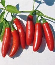ArfanJaya Pepper Seed Serrano Heirloom Non Gmo 100 Seeds Hot Chille Peppers - £7.36 GBP