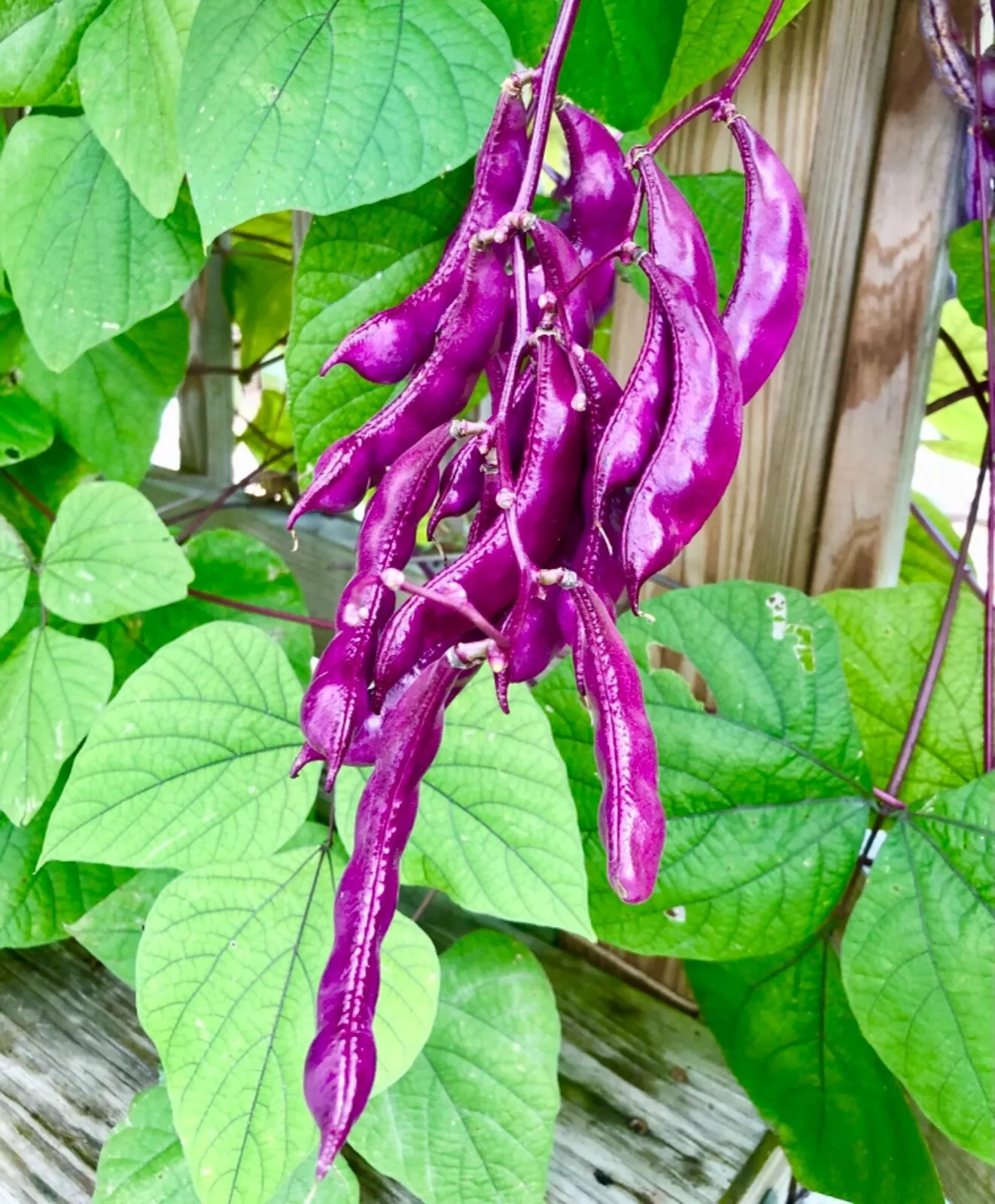 From US Purple Hyacinth Bean Vine Seeds NON GMO - $6.49