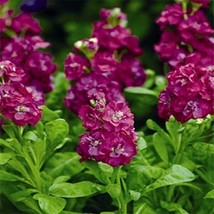 50 SEEDS STOCK MATTHIOLA INCANA TEN WEEK ROSE QUICK BEAUTY PLANT HEIRLOO... - £6.38 GBP