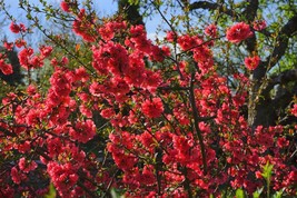 USA Red Flowering Dwarf Quince Shrub Fruit Chaenomeles Japonica Scarlet 20 Seeds - £8.78 GBP