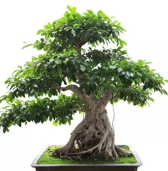 Ficus Benghalensis Tree Banyan Bengal Fig East India Fig Bonsai 200 Seeds - $12.91