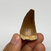 17.8g,1.7&quot;X1&quot;x0.9&quot; Fossil Mosasaur Tooth reptiles, Cretaceous @Morocco, B23840 - £9.37 GBP