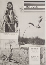 1942 Magazine Photos Pictures of Wild Game Animals Pheasants,Black Bear,Deer,Elk - £15.45 GBP