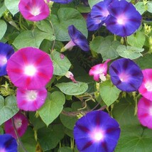 50+Tall Morning Glory Seeds Mix Climbing Vine Flower Fence Garden Usa - €7,77 EUR