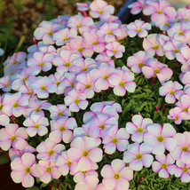 Oxalis Glabra Series Bulb Pinky White Pack Of 20 Small Bulbs Fresh Garden - £13.89 GBP