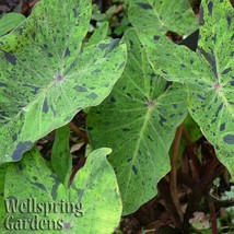 Item image 1 image 1