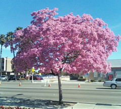 Tabebuia heterophylla, pink trumpet tree exotic flowering white cedar 100 seeds - $19.99