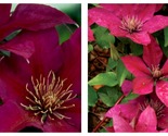 NEW CLEMATIS &#39;PICARDY&#39; Plant Perennial Garden - £40.79 GBP