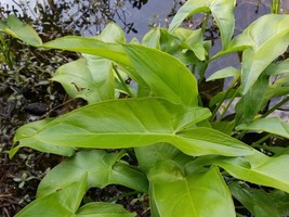 Peltandra Virginica Arrow Arum Aquatic Seeds Garden Fresh USA Shipping - $13.97